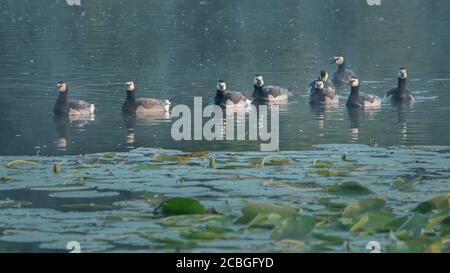 Vue frontale sur un groupe d'oies de la bernache nageant sur l'eau sombre du lac des dunes, avec des coussins de nénuphars au premier plan. Vogelenzang, Bloemendaal, le N Banque D'Images