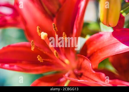 Fleurs aux rayons du soleil sur fond vert flou de jardin de prairie. Vue rapprochée de fleurs de nénuphars rouges avec nature bokeh colorée Banque D'Images