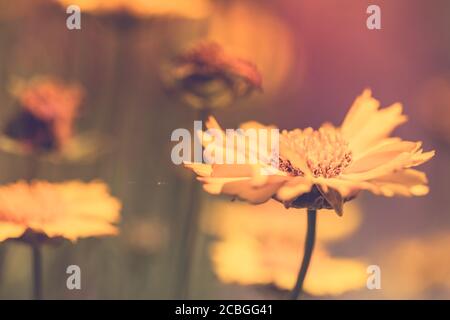 Vintage photo de fleurs de jardin dans le coucher du soleil Banque D'Images