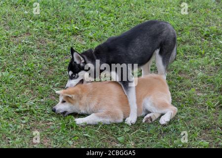 Le mignon chiot akita inu et le chiot husky sibérien jouent sur une herbe verte dans le parc d'été. Quatre mois. Animaux de compagnie. Chien de race. Banque D'Images