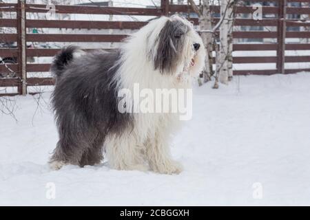 Le joli chien de berger est debout sur une neige blanche dans le parc d'hiver. Animaux de compagnie. Chien de race. Banque D'Images