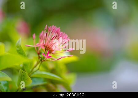 Bouquet de bougainvilliers fleuri sur arbre. Fleurs magenta. Bougainvilliers fleurit comme arrière-plan. Fond floral. Banque D'Images