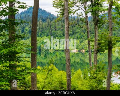 Forêt verte jolie belle nature préservée environnement naturel saison du printemps lac Lepenica près de Fuzine en Croatie Europe Banque D'Images