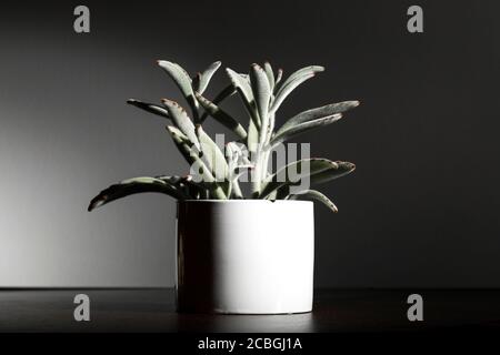 Un succulent : plante de Panda ou tomentosa de Kalanchoe dans un pot blanc cylindrique sur fond gris foncé. Banque D'Images