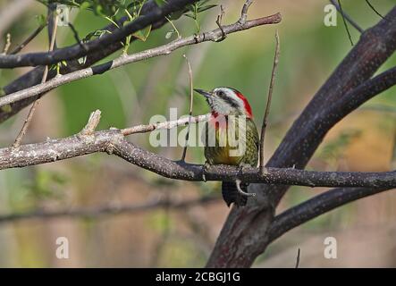 Pic vert cubain (Xiphidiopicus percussus percussus) femelle adulte dans la branche (endémique cubaine) la Belene, Cuba Mars Banque D'Images