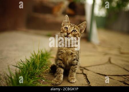 Joli chaton de tabac assis dans une cour d'été près de vert herbe Banque D'Images