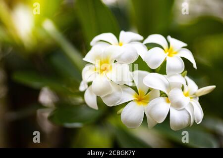 Fleurs de frangipani (plumeria). Incroyable Banque D'Images