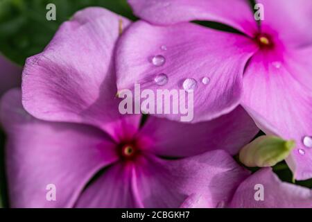 Gros plan de fleur rose avec gouttes d'eau. Macro vue fleur, magnifique arrière-plan. Magnifiques gouttelettes d'eau brillantes sur fleur pétale pivoine macro Banque D'Images