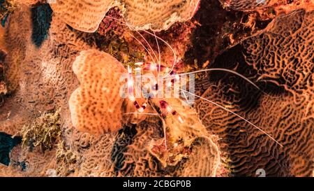 Gros plan de crevettes de corail bandées dans le récif de corail de Mer des Caraïbes / Curaçao Banque D'Images