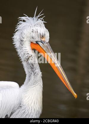 Tête de pélican dalmatien - pelecanus crispus Banque D'Images