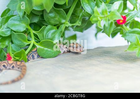 Epicrates cenchria se cachant dans une plante en fleurs sur une tranche de bois. Animal exotique, affiche, papier peint, arrière-plan, gros plan, vue de dessus, macro Banque D'Images