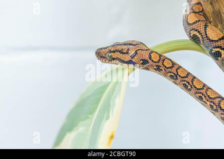 Tête d'epicrates cenchria sur la feuille de figue en caoutchouc et regardant loin. Serpent courbé. Animal exotique. Affiche, papier peint. Gros plan, macro Banque D'Images