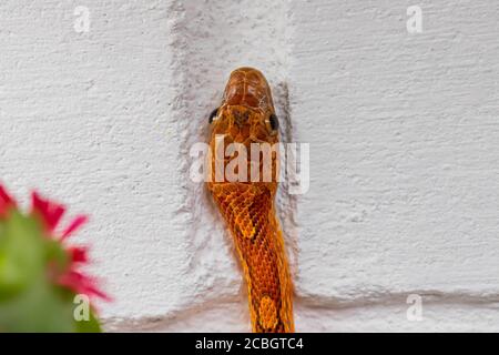 Macro de pantherophis guttatus tête sur fond de mur de brique blanche. Plante en fleurs. Animal exotique. Affiche, panneau mural Banque D'Images