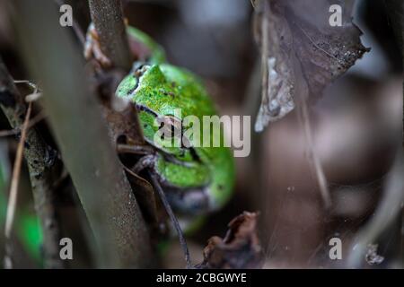 Gros plan d'une petite grenouille verte se cachant entre les feuilles et branches Banque D'Images