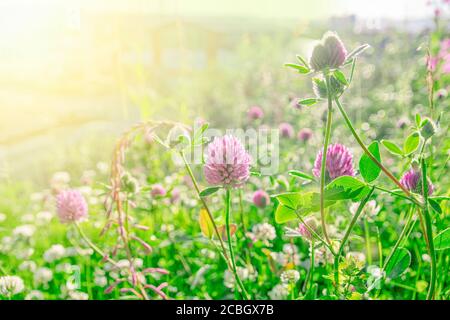 Trèfle rose sur un fond vert vif et sunbeam FLARE Banque D'Images