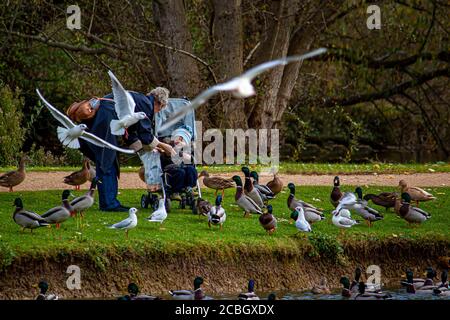 Oxford, Royaume-Uni 11/05/2009: Un petit gamin dans la poussette et sa grand-mère s'amusent dans le parc lors d'une journée d'hiver. Ils nourrissent les canards et les goélands autour de l'esprit Banque D'Images