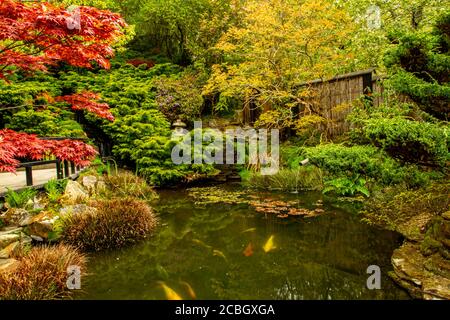 Ambiance relaxante depuis un étang à poissons koï à l'intérieur d'un jardin japonais décoratif avec de belles plantes et des rochers mousseux entourant l'étang. Il y a de l'eau Banque D'Images