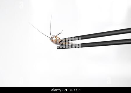 Contient un cafard avec des baguettes chinoises. Insectes comme nourriture. Concept de nourriture étrange exotique Banque D'Images