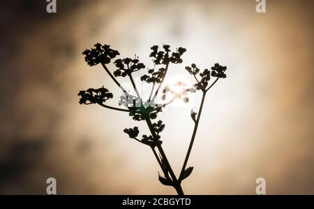Photo macro de Wild Parsnip au coucher du soleil. Pastinaca sylvestris Banque D'Images
