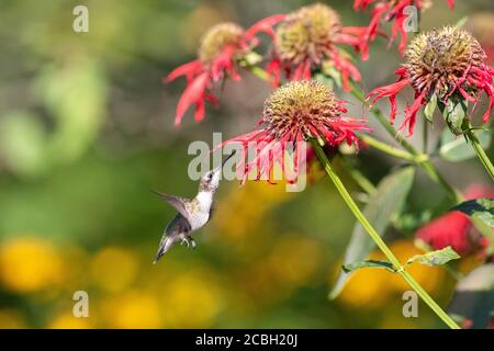 Colibri à gorge rubis buvant du nectar à partir de baume d'abeille Banque D'Images