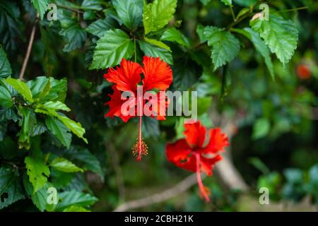 Hibiscus fleurit dans la nature, sur fond de collines vertes Banque D'Images