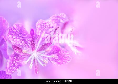 Des fleurs de pompier violet avec des gouttes d'eau se rapprochent sur un flou fond rose Banque D'Images