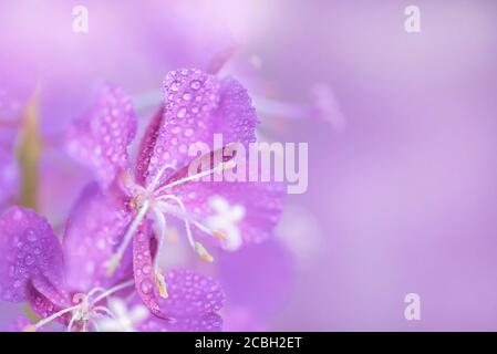 Des fleurs de pompier violet avec des gouttes d'eau se rapprochent sur un flou fond rose Banque D'Images