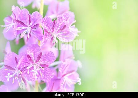 Des fleurs de pompier violet avec des gouttes d'eau se rapprochent sur un flou arrière-plan vert Banque D'Images