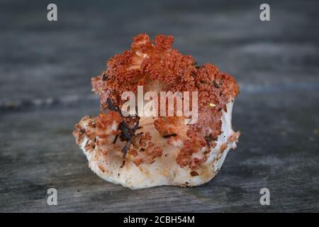 Champignons comestibles Ramaria flava sur le fond d'une vieille table en bois de près. Banque D'Images