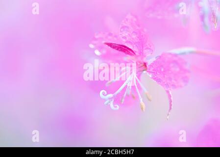 Des fleurs de pompier roses avec des gouttes d'eau se rapprochent sur un flou fond rose Banque D'Images