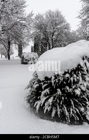 Couches épaisses de neige sur les branches des arbres Banque D'Images