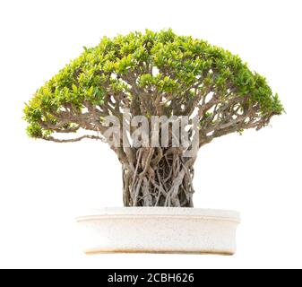 Bonsai en pot isolé sur fond blanc Banque D'Images