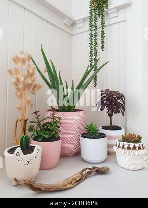 groupe de petites plantes intérieures en pot sur la table chambre blanche Banque D'Images