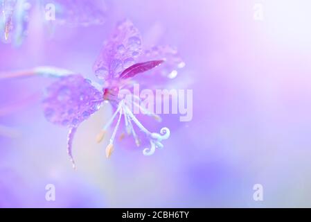 Fleurs d'eau de feu lilas avec gouttes d'eau gros plan sur un flou fond rose Banque D'Images