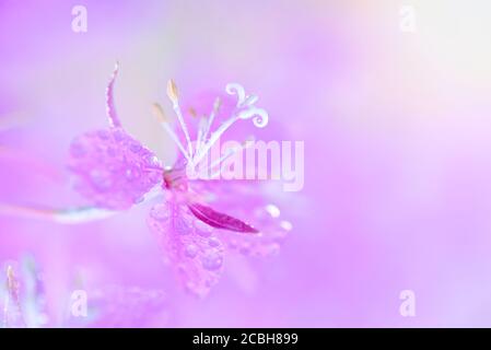 Des fleurs de pompier violet avec des gouttes d'eau se rapprochent sur un flou fond rose Banque D'Images