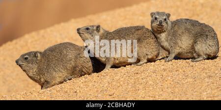 Rock sur Rock Hyrax Banque D'Images