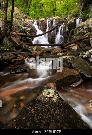 Rapides et chutes de la rivière Rose en arrière-plan avec forêt verte luxuriante du parc national de Shenandoah, Virginie, États-Unis Banque D'Images