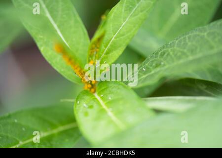 Aux États-Unis, le milkweed ou le papillon, 'Cendrillon', une plante de Monarch qui est attaquée par des pucerons de l'oléandre, Aphis nerii. Kansas, États-Unis. Banque D'Images