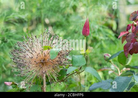 Fleur de Clematis «Etoile Rose» à côté d'un Allium passé Fleur de l'ambassadeur Banque D'Images