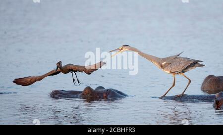 Hippo dormant dans l'eau avec héron gris debout sur son Retour et hammerkop en partant de sa tête à Kruger Parc Afrique du Sud Banque D'Images