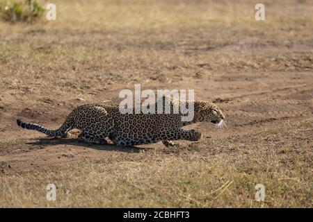 Le léopard adulte rampant à plat à la masse, en milieu de proie de la tige Du jour à Masai Mara Kenya Banque D'Images