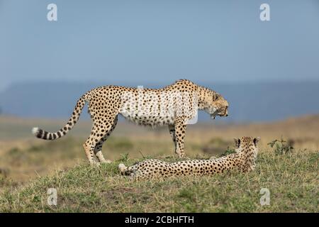 Deux cheetahs se reposant au milieu d'une journée ensoleillée à l'intérieur Masai Mara Kenya avec un côté debout et le autre couché sur l'herbe Banque D'Images