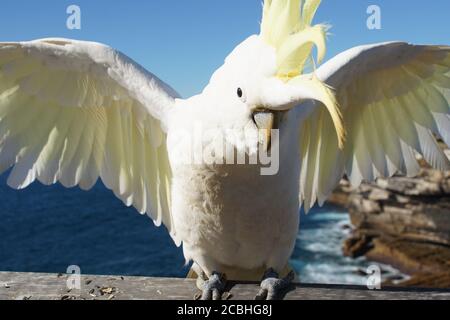 Vue de face d'un Cockatoo à soufre dégoûté agité avec Les ailes se déploient Banque D'Images