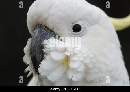 Gros plan extrême de la face d'un Cockatoo à soufre Banque D'Images