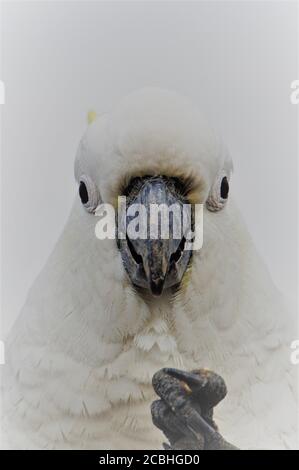 Coup de tête frontal d'un Cockatoo à soufre dégoûté Banque D'Images