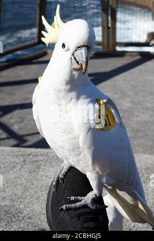 Cockatoo blanc marqué à l'aile perchée sur une chaussure noire Banque D'Images