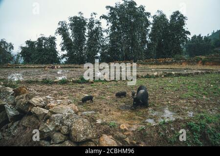 Cochon noir à Sapa, au Laos, au Vietnam, en été Banque D'Images