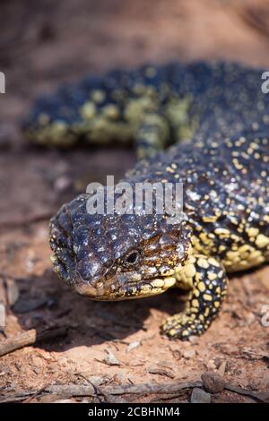 Lizard Shingleback (Tiliqua rugosa). Février 2011. Entwood Sanctuary. Sandleton. Murraylands. Australie méridionale. Australie. Banque D'Images