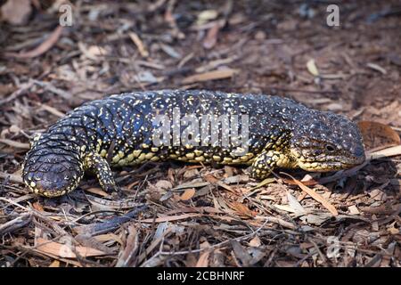 Lizard Shingleback (Tiliqua rugosa). Février 2011. Entwood Sanctuary. Sandleton. Murraylands. Australie méridionale. Australie. Banque D'Images