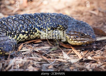 Lizard Shingleback (Tiliqua rugosa). Février 2011. Entwood Sanctuary. Sandleton. Murraylands. Australie méridionale. Australie. Banque D'Images